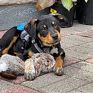 Mando joined the competition — help win amazing prizes! black_and_tan, collar, concrete, cute, dog, ears, eyes, face, fur, harness, nose, outdoor, pavement, paws, pet_tag, plush_toy, potted_plants, puppy, relaxed, toy