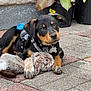 black_and_tan, collar, concrete, cute, dog, ears, eyes, face, fur, harness, nose, outdoor, pavement, paws, pet_tag, plush_toy, potted_plants, puppy, relaxed, toy