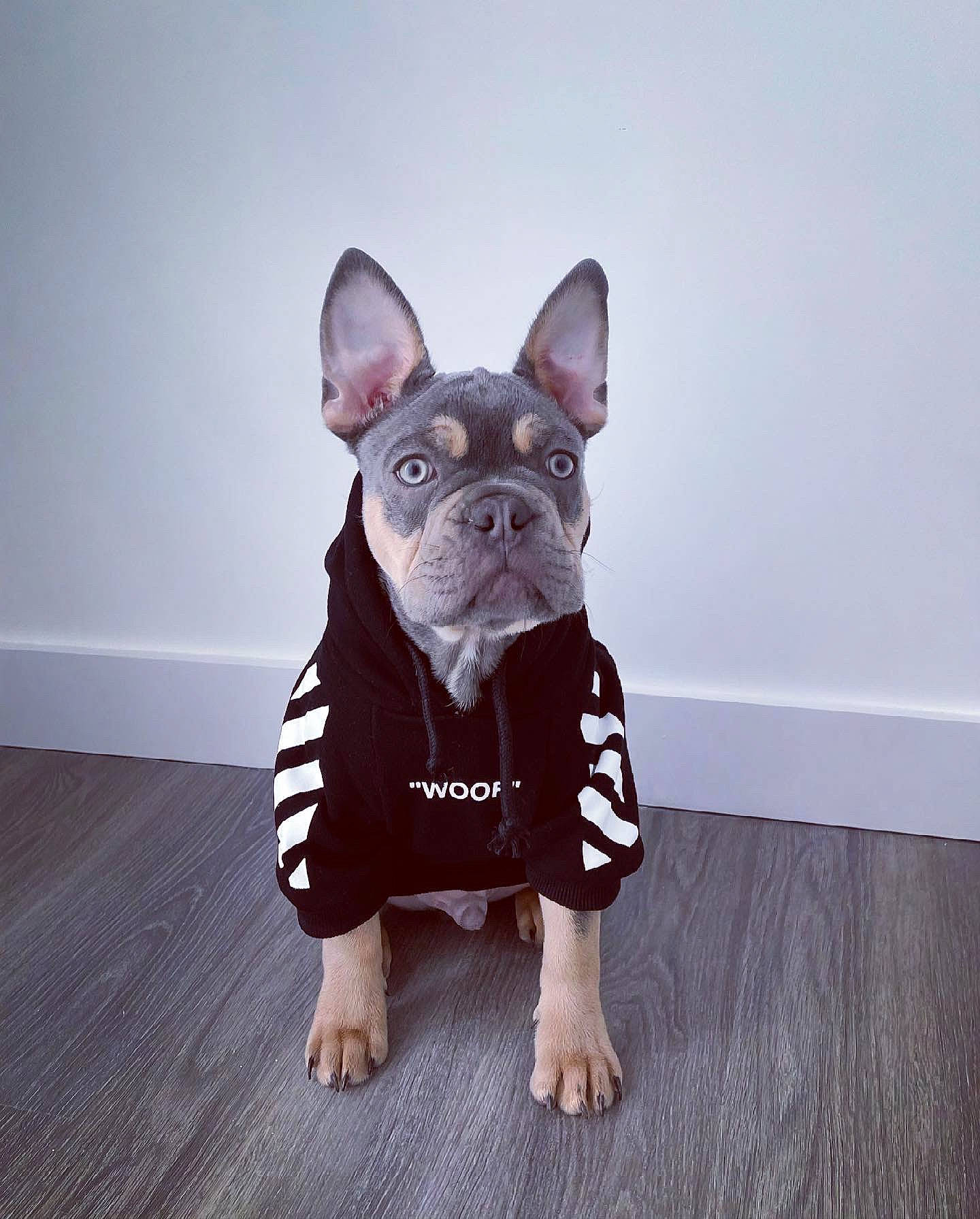 Boycie is registered to the contest to win money with this photo: canidae, carnivore, companion_dog, dog, dog_breed, dog_clothes, dog_supply, fashion_accessory, fawn, fur, grey, hardwood, pattern, sleeve, snout, sporting_group, toy_dog, whiskers, wood, working_animal