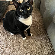 Spaz is registered to the contest to win money with this photo: cat, tuxedo_cat, black_and_white, pet, indoor, carpet, couch, furniture, animal, whiskers, ears, eyes, floor, home, domestic, cute, sitting, looking, curious, feline