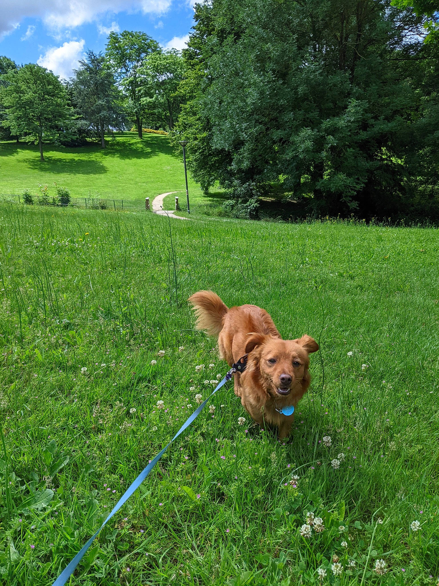 Bingo participe au concours pour gagner de l'argent avec cette photo : carnivore, cloud, collar, companion_dog, dog, dog_breed, dog_collar, fawn, garden_hose, grass, grassland, green, landscape, lawn, meadow, plant, sky, summer, tree, working_animal