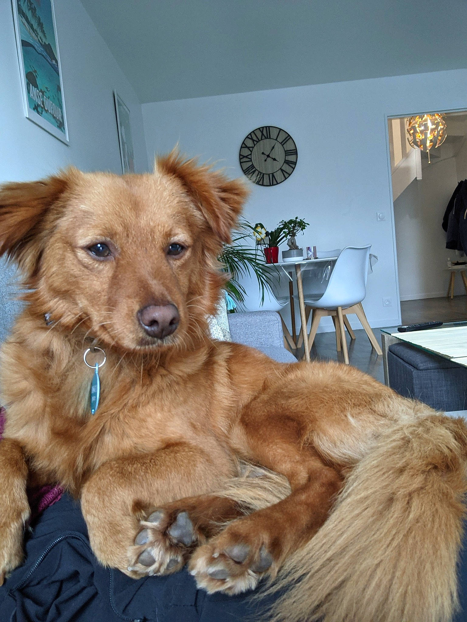 Bingo participe au concours pour gagner de l'argent avec cette photo : canidae, carnivore, chair, clock, collar, companion_dog, dog, dog_breed, door, fawn, flooring, fur, houseplant, liver, natural_material, snout, sporting_group, table, whiskers, working_animal