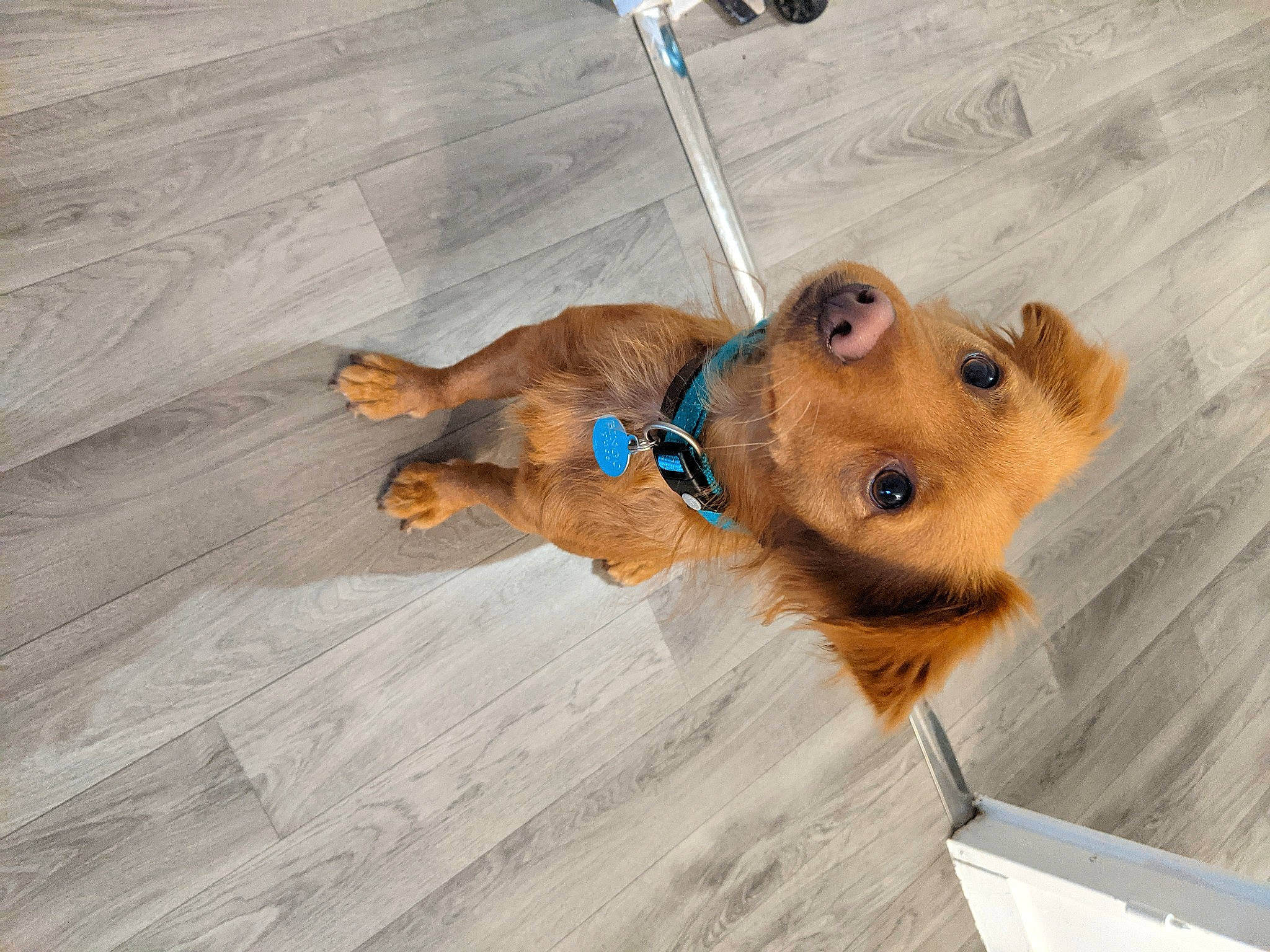 Bingo a rejoint le concours — aidez-le/la à gagner de superbes lots ! canidae, carnivore, collar, companion_dog, dog, dog_breed, dog_supply, fawn, flooring, fur, hardwood, leash, liver, paw, pet_supply, snout, sporting_group, toy_dog, wood, working_animal