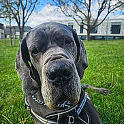 Samba a rejoint le concours — aidez-le/la à gagner de superbes lots ! animal, black_dog, building, canine, close_up, collar, daylight, dog, ears, grass, great_dane, harness, muzzle, nature, outdoor, park, pet, relaxed, sky, tree