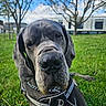 animal, black_dog, building, canine, close_up, collar, daylight, dog, ears, grass, great_dane, harness, muzzle, nature, outdoor, park, pet, relaxed, sky, tree
