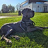 Samba a rejoint le concours — aidez-le/la à gagner de superbes lots ! animal, building, calm, canine, daytime, dog, grass, great_dane, greenery, harness, leash, mammal, nature, outdoor, park, pet, resting, shadow, sunlight, trees