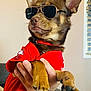 Chocoroll is registered to the contest to win money with this photo: accessory, brown_dog, canine, casual, closeup, collar, cool, dog, expression, fashion, furniture, hand, human_hand, indoor, paw, pet, portrait, red_shirt, sunglasses, window