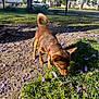 Chocoroll is registered to the contest to win money with this photo: animal, brown_dog, car, collar, curious, daytime, dog, fence, flower_petals, grass, nature, outdoor, park, pet, purple_flowers, residential_buildings, sidewalk, small_dog, sunlight, tree_roots