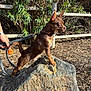 alert, animal, brown_dog, bushes, canine, daylight, dog, ears, fence, fur, ground, leash, nature, outdoor, person_hand, pet, rock, standing, sunlight, wood