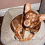 animal, brown_dog, canine, collar, couch, cozy, curious, dog, domestic, ears, furniture, home, indoor, looking_up, pet_bed, resting, small_dog, tag, toy, wooden_floor