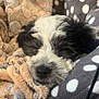 Stitch is registered to the contest to win money with this photo: puppy, dog, sleeping, blanket, bed, polka_dot, furry, cute, cozy, pet, animal, rest, close_up, soft, indoors, snuggled, black_and_white, fur, peaceful, cage