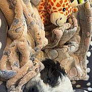Stitch is registered to the contest to win money with this photo: dog, puppy, blanket, plush_toy, giraffe, alien_toy, polka_dot, snuggled, cozy, fur, soft, cute, pet, animal, sleepy, resting, indoor, comfort, cuddle, closeup