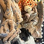 dog, puppy, blanket, plush_toy, giraffe, alien_toy, polka_dot, snuggled, cozy, fur, soft, cute, pet, animal, sleepy, resting, indoor, comfort, cuddle, closeup