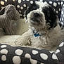 Stitch joined the competition — help win amazing prizes! puppy, dog, pet_bed, plush_toy, polka_dot, black_and_white, collar, fur, cute, cozy, indoor, animal, toy, resting, soft, comfort, small_dog, fluffy, domestic_pet, relaxing