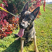 Onyx participe au concours pour gagner de l'argent avec cette photo : dog, german_shepherd, grass, leash, autumn, leaves, outdoor, sunny, pet, canine, tongue_out, sitting, nature, greenery, path, animal, friendly, ears_up, daylight, happy
