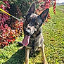 dog, german_shepherd, grass, leash, autumn, leaves, outdoor, sunny, pet, canine, tongue_out, sitting, nature, greenery, path, animal, friendly, ears_up, daylight, happy