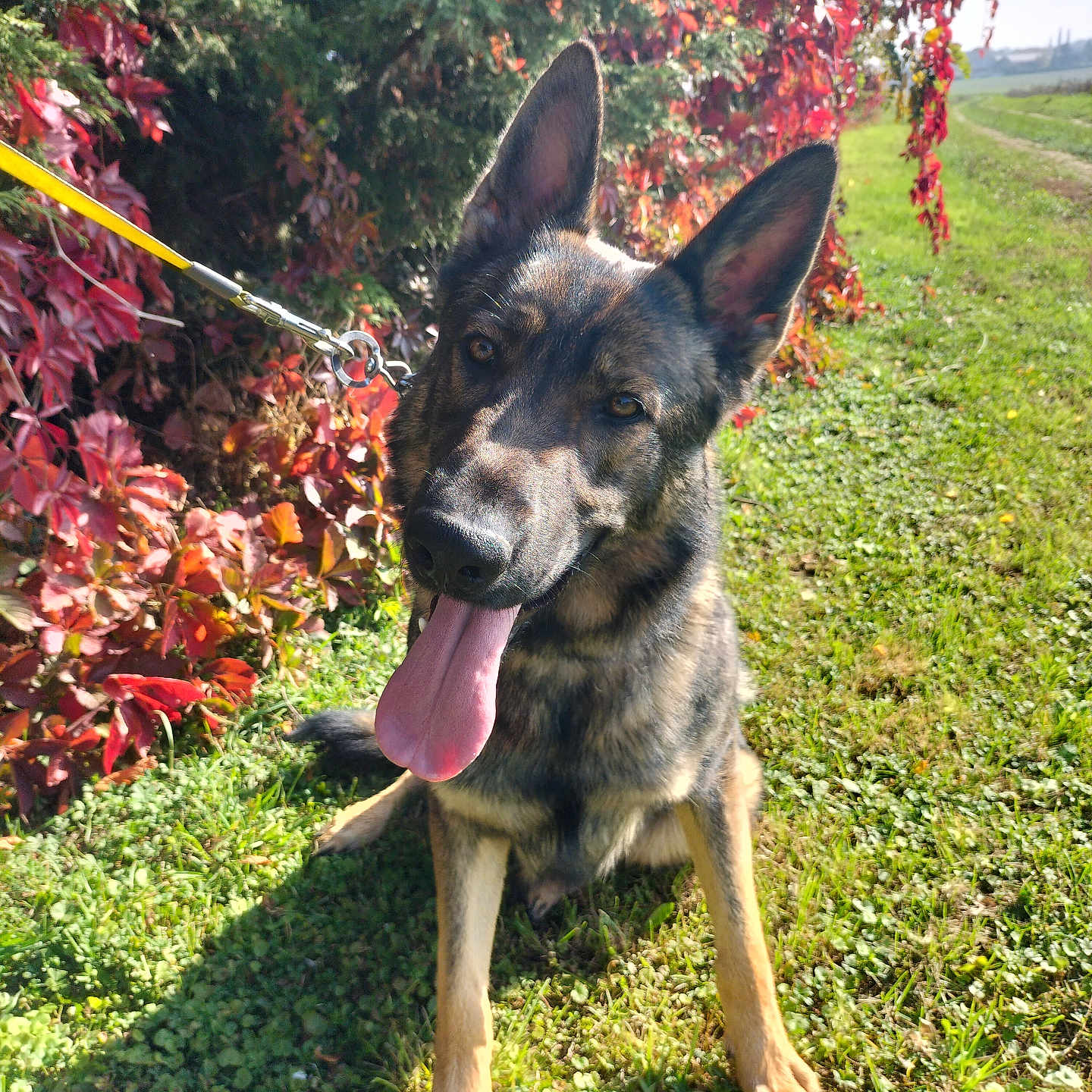 Onyx participe au concours pour gagner de l'argent avec cette photo : animal, autumn, canine, daylight, dog, ears_up, friendly, german_shepherd, grass, greenery, happy, leash, leaves, nature, outdoor, path, pet, sitting, sunny, tongue_out
