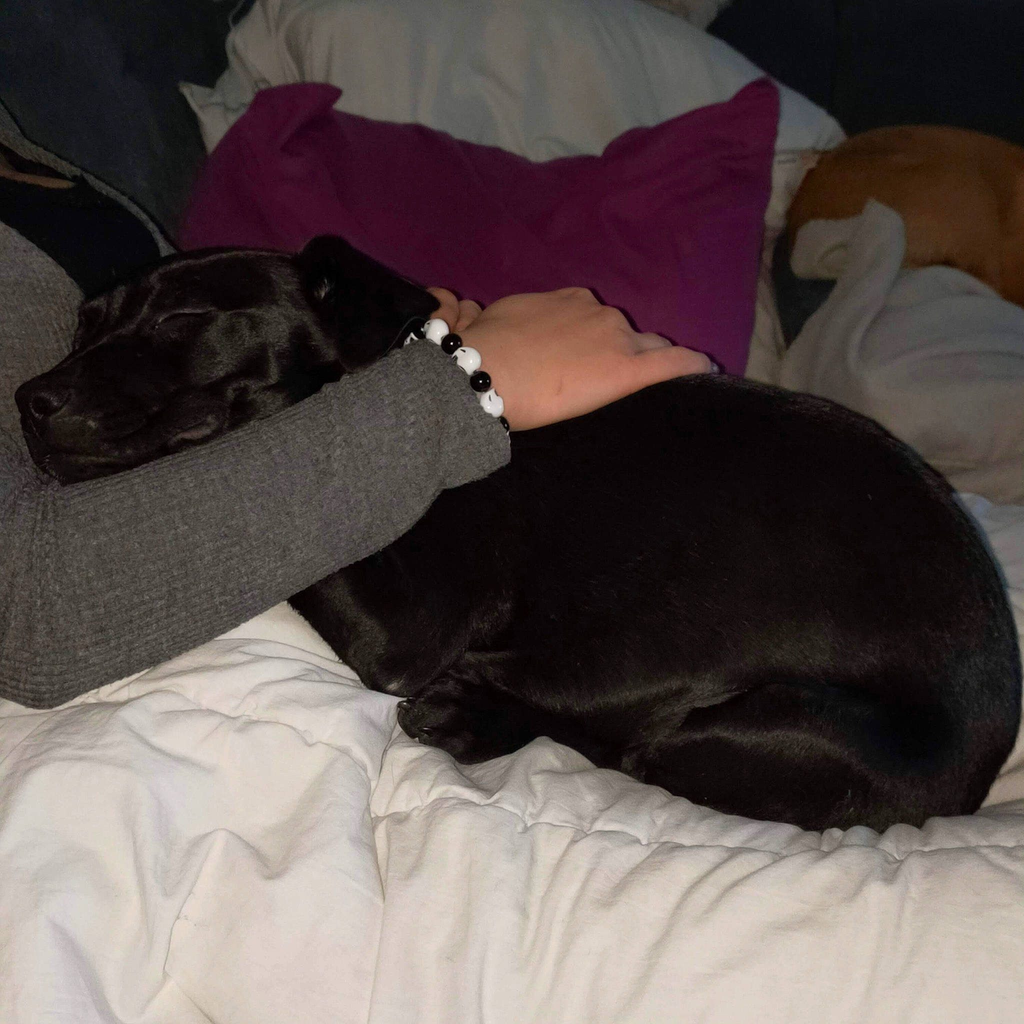 Cookie participe au concours pour gagner de l'argent avec cette photo : bedding, canidae, carnivore, comfort, companion_dog, couch, dog, dog_breed, dog_supply, fawn, fur, guard_dog, human_leg, linens, nap, sporting_group, studio_couch, thigh, working_animal, wrist