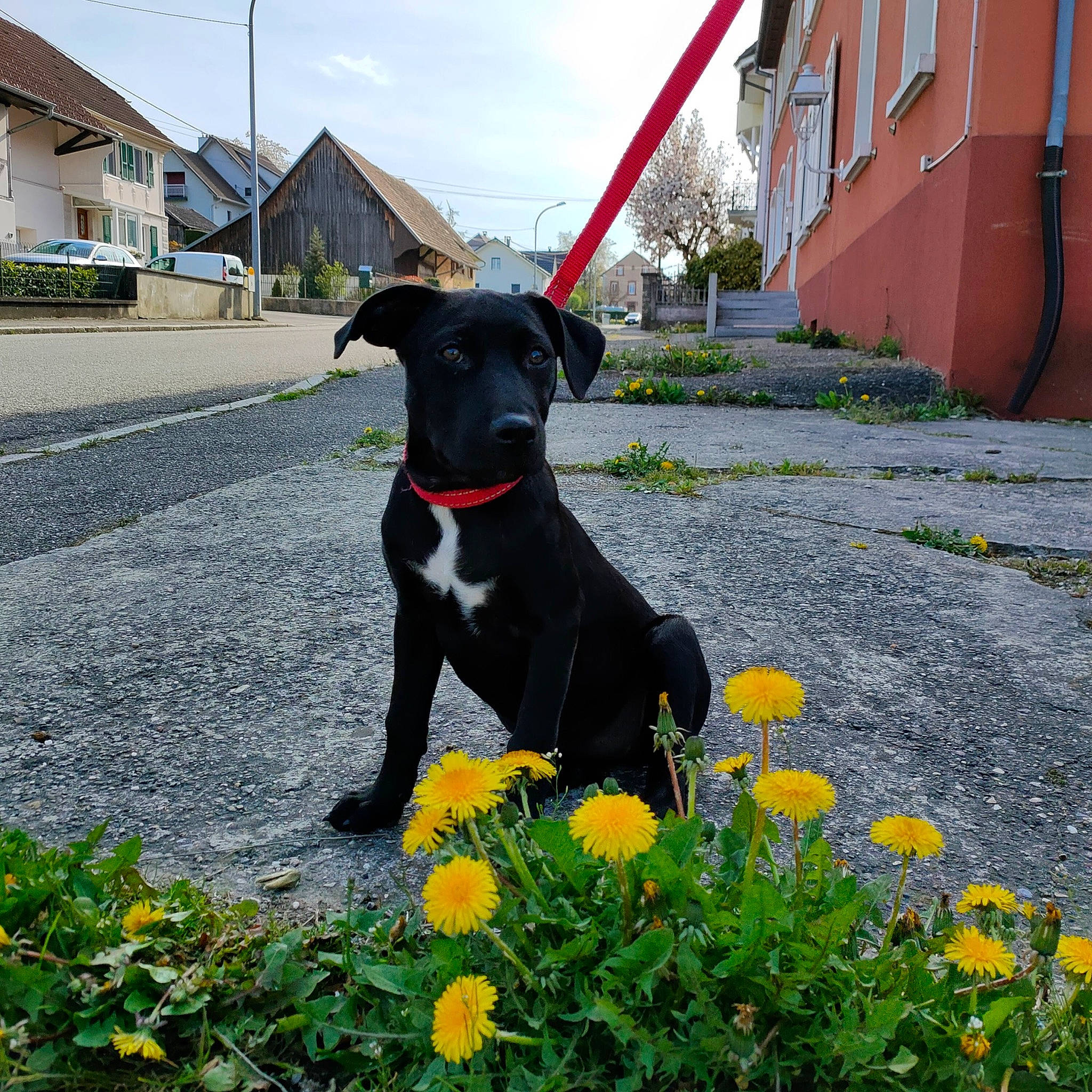 Cookie a rejoint le concours — aidez-le/la à gagner de superbes lots ! building, canidae, carnivore, cloud, collar, companion_dog, dog, dog_breed, dog_collar, dog_supply, fawn, flower, grass, pet_supply, plant, sky, sporting_group, tail, window, working_animal