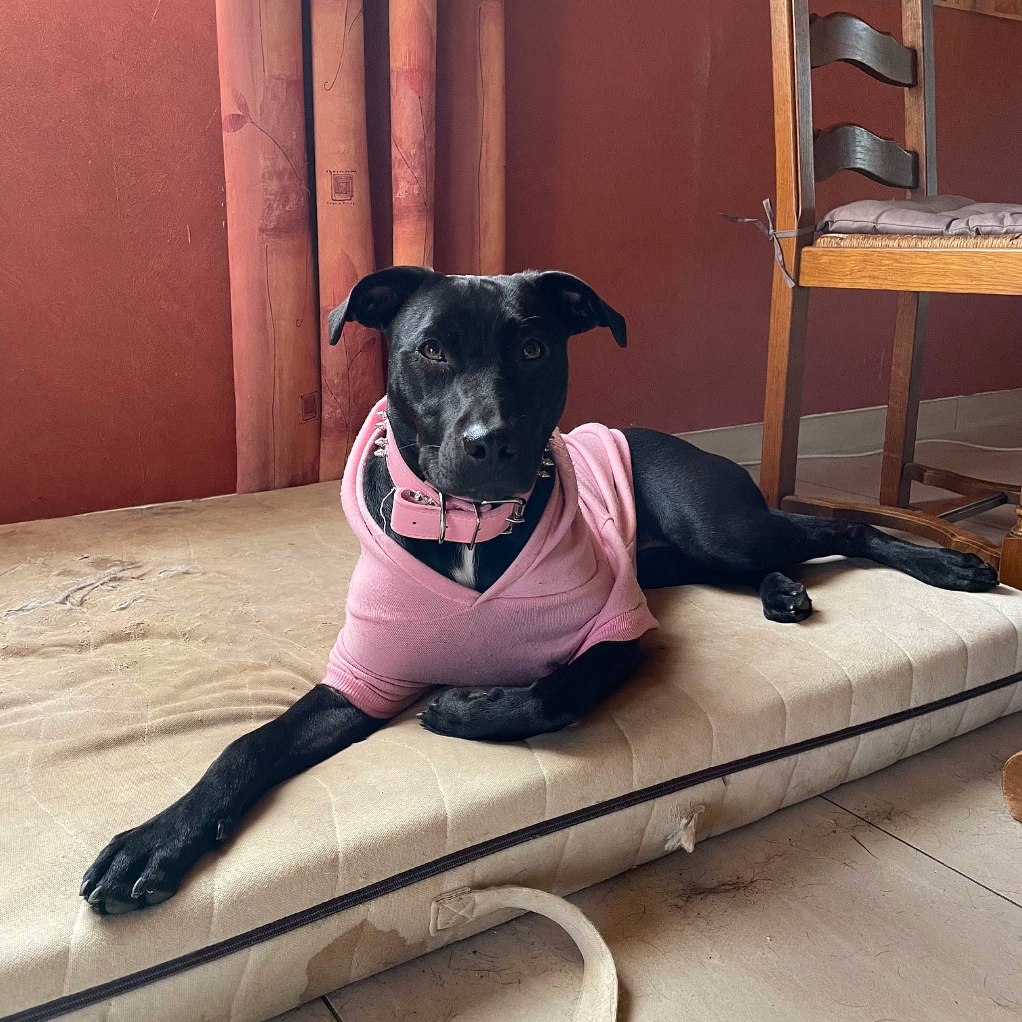 Cookie participe au concours pour gagner de l'argent avec cette photo : canidae, carnivore, collar, comfort, companion_dog, dog, dog_breed, dog_collar, dog_supply, fawn, flooring, hardwood, personal_protective_equipment, pet_supply, snout, sporting_group, sportswear, thigh, wood, working_animal