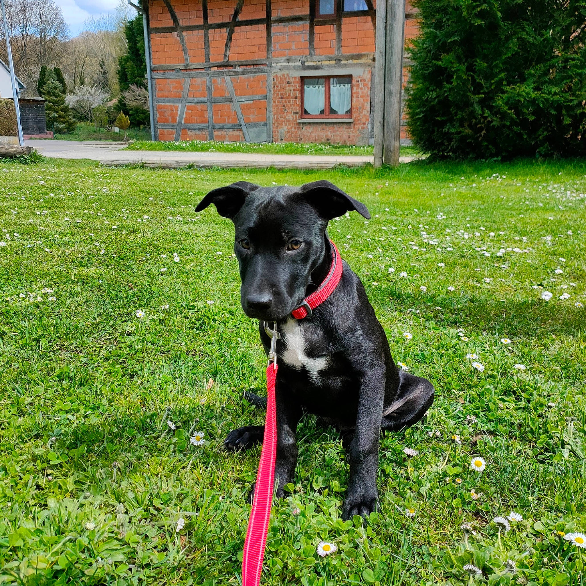 Cookie participe au concours pour gagner de l'argent avec cette photo : canidae, carnivore, collar, companion_dog, dog, dog_breed, dog_collar, dog_supply, fashion_accessory, grass, grassland, groundcover, leash, plant, snout, sporting_group, tail, tree, window, working_animal