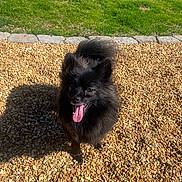 Goob is registered to the contest to win money with this photo: animal, black_dog, canine, daylight, dog, fluffy, fur, grass, happy, nature, outdoor, pebbles, pet, playful, shadow, small_dog, smiling, stone_border, sunlight, tongue_out
