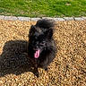 animal, black_dog, canine, daylight, dog, fluffy, fur, grass, happy, nature, outdoor, pebbles, pet, playful, shadow, small_dog, smiling, stone_border, sunlight, tongue_out