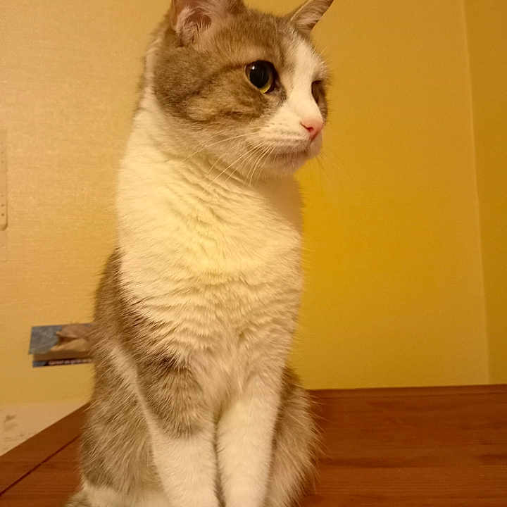 Nala a rejoint le concours — aidez-le/la à gagner de superbes lots ! animal, calm, cat, closeup, cozy, curious, cute, domestic, ears, feline, fur, indoor, pet, portrait, side_profile, sitting, striped_tail, whiskers, wooden_surface, yellow_wall