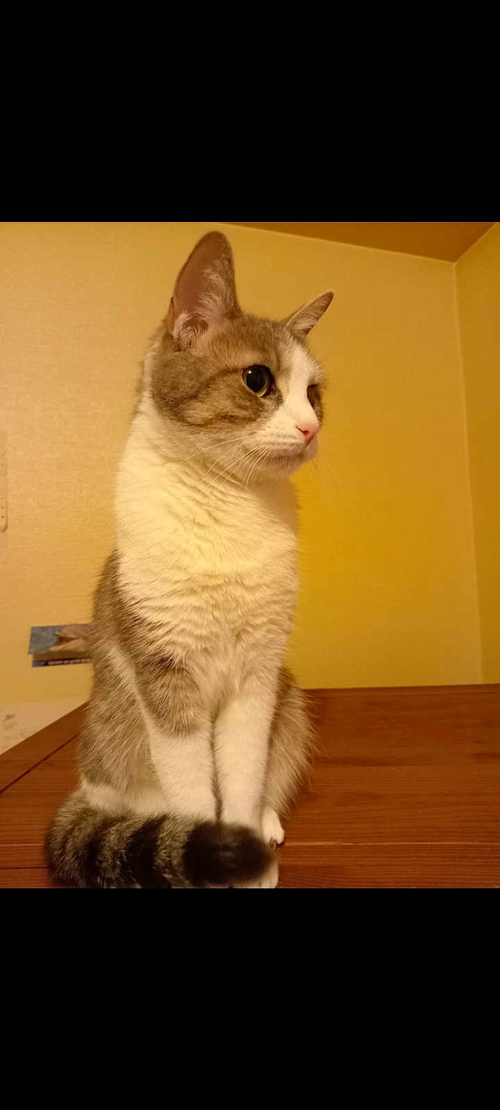 Nala a rejoint le concours — aidez-le/la à gagner de superbes lots ! cat, pet, animal, feline, sitting, indoor, wooden_surface, striped_tail, fur, curious, ears, whiskers, closeup, yellow_wall, cozy, domestic, portrait, side_profile, calm, cute