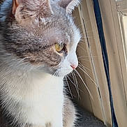 Nala participe au concours pour gagner de l'argent avec cette photo : cat, close_up, side_profile, window, indoor, yellow_eyes, curious, whiskers, fur, perch, pet, animal, domestic_cat, gray_fur, white_fur, natural_light, sitting, indoor_light, quiet, calm