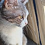 cat, close_up, side_profile, window, indoor, yellow_eyes, curious, whiskers, fur, perch, pet, animal, domestic_cat, gray_fur, white_fur, natural_light, sitting, indoor_light, quiet, calm