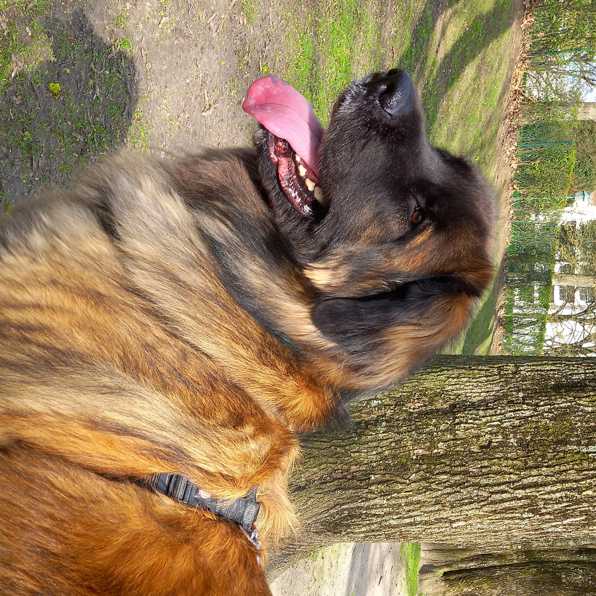 Syra participe au concours pour gagner de l'argent avec cette photo : canidae, carnivore, dog, dog_breed, fawn, felidae, fur, grass, liver, paw, plant, snout, sporting_group, tail, terrestrial_animal, tree, trunk, whiskers, wildlife, working_animal