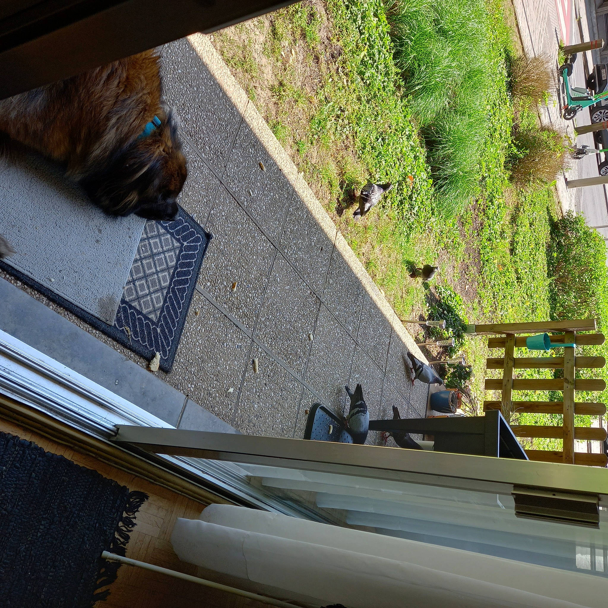 Syra a rejoint le concours — aidez-le/la à gagner de superbes lots ! architecture, asphalt, building, facade, fawn, felidae, glass, home, house, line, plant, road, road_surface, roof, sidewalk, tints_and_shades, urban_design, wall, window, wood