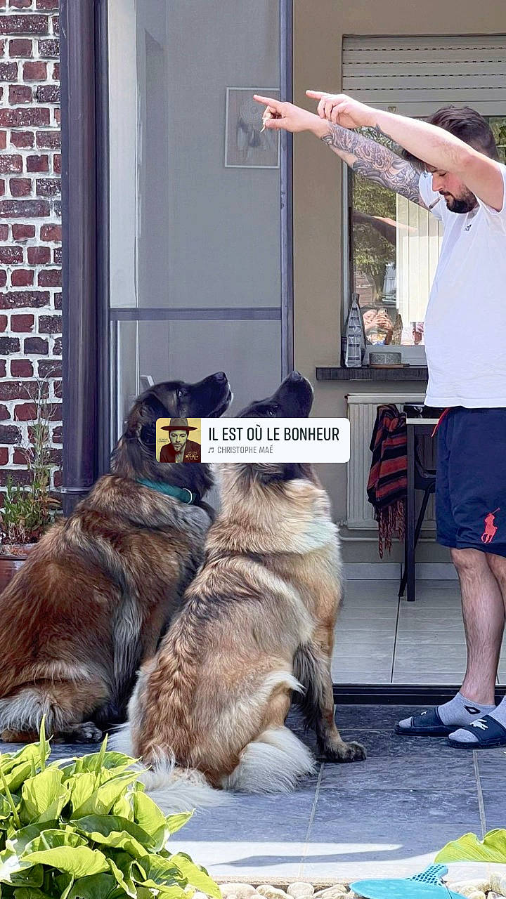 Syra a rejoint le concours — aidez-le/la à gagner de superbes lots ! brick, brickwork, canidae, carnivore, companion_dog, dog, dog_breed, elbow, estrela_mountain_dog, fawn, felidae, fur, hat, human_leg, physical_fitness, shorts, snout, sporting_group, t_shirt, thigh