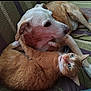 dog, cat, orange_tabby, pet, snuggling, blanket, striped_blanket, indoor, animal, furry, cute, companion, resting, lying_down, closeup, domestic_animal, friendship, cozy, curious, relaxed