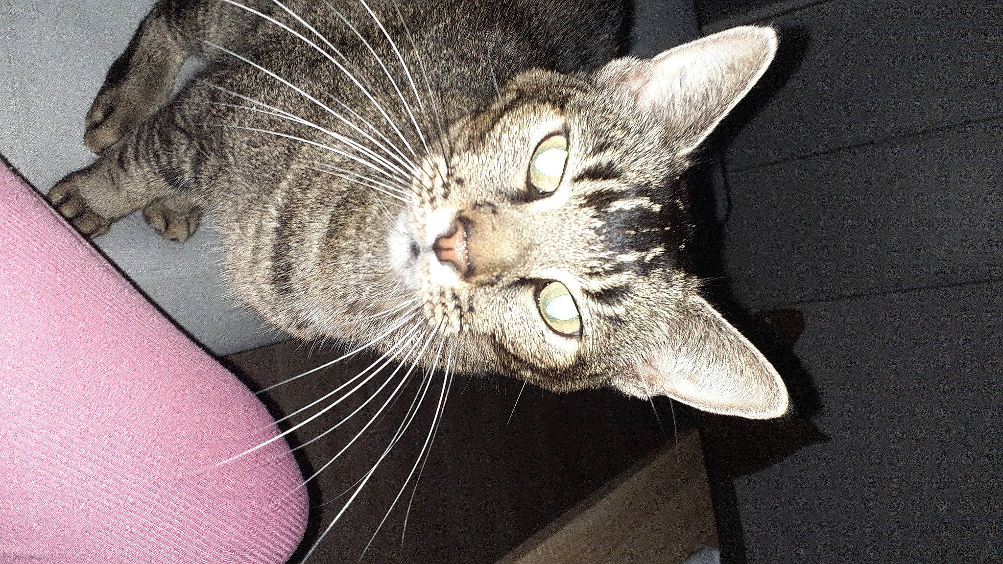 Indy participe au concours pour gagner de l'argent avec cette photo : carnivore, cat, claw, comfort, domestic_short_haired_cat, ear, eye, fang, felidae, fur, jaw, paw, small_to_medium_sized_cats, snout, whiskers, window