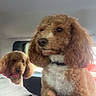 dog, pet, car_interior, curly_fur, brown_dog, white_paws, collar, window, seat, animal, companion, cute, indoor, transportation, fur, mammal, two_dogs, vehicle, looking, curious