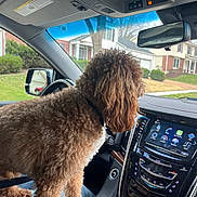 Maverick joined the competition — help win amazing prizes! dog, curly_hair, car_interior, dashboard, infotainment_system, seat, window, suburban_house, tree, side_mirror, person, lap, leash, black_collar, grass, road, sky, daylight, pet, vehicle