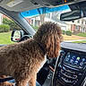 dog, curly_hair, car_interior, dashboard, infotainment_system, seat, window, suburban_house, tree, side_mirror, person, lap, leash, black_collar, grass, road, sky, daylight, pet, vehicle