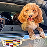 Maverick is registered to the contest to win money with this photo: dog, curly_fur, vehicle, car_window, cadillac, pet, animal, happy, tongue_out, brown_fur, cute, companion, two_dogs, sunlight, outdoor, transportation, canine, looking, front_view, leisure