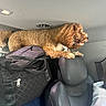 Maverick joined the competition — help win amazing prizes! dog, car_interior, headrest, bag, seat, curly_hair, pet, travel, window, light, fur, side_view, vehicle, leisure, companion, curiosity, resting, indoor, transportation, cabin