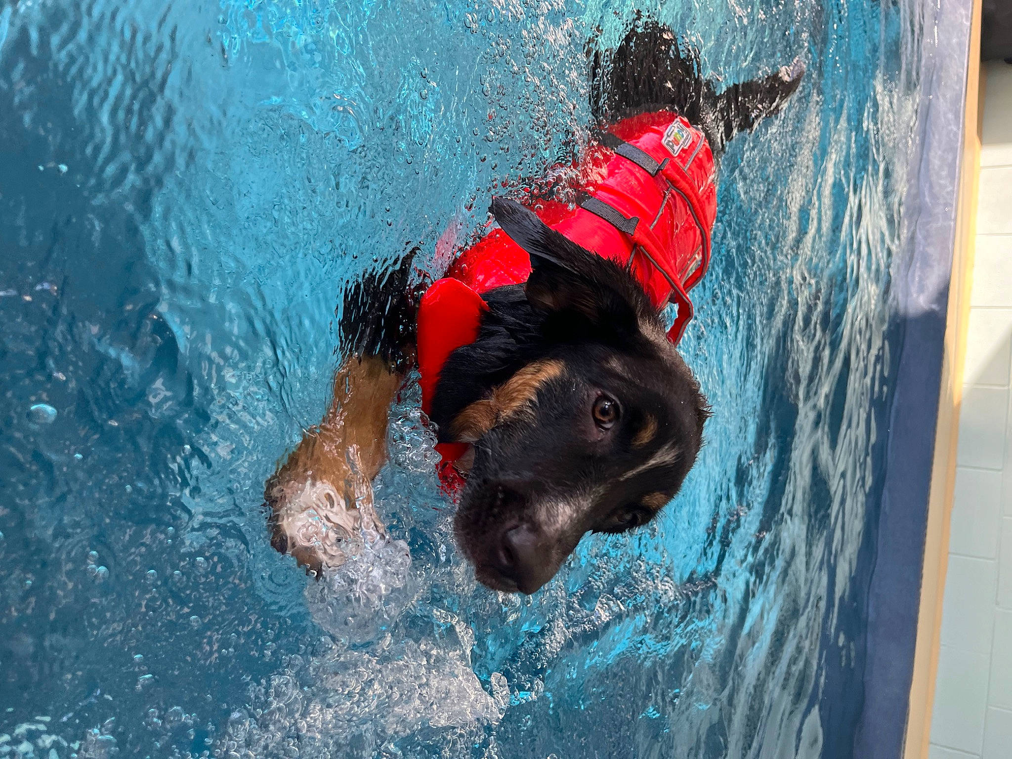 Tipsy is registered to the contest to win money with this photo: ball, cap, carnivore, dog, dog_breed, fun, happy, headgear, individual_sports, leisure, personal_protective_equipment, recreation, snout, sporting_group, sports, swimmer, swimming_pool, water, wave, working_animal
