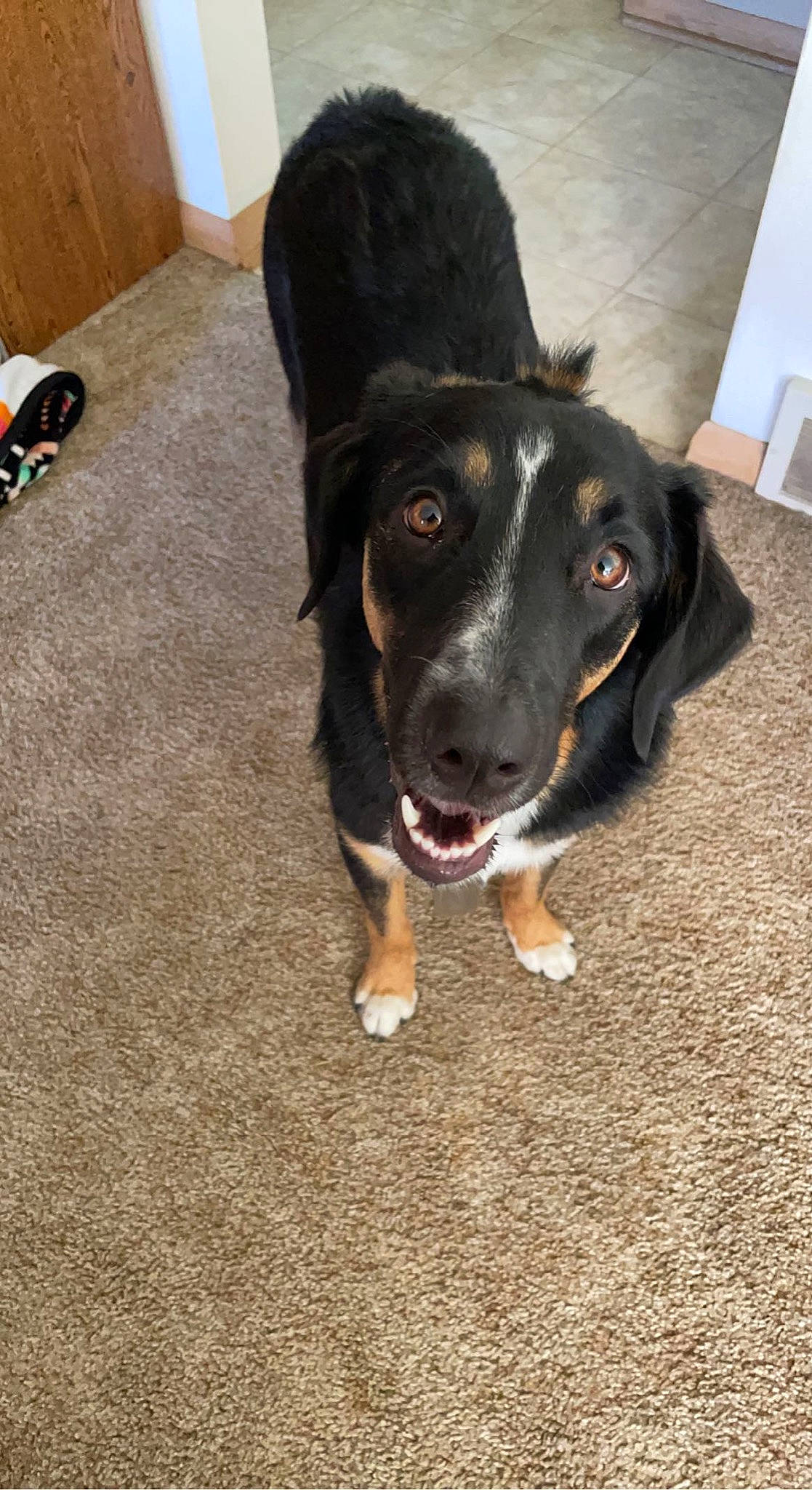 Tipsy is registered to the contest to win money with this photo: borador, canidae, carnivore, companion_dog, dog, dog_breed, flooring, foot, fur, guard_dog, herding_dog, paw, puppy, road_surface, snout, sporting_group, tail, whiskers, working_animal, working_dog