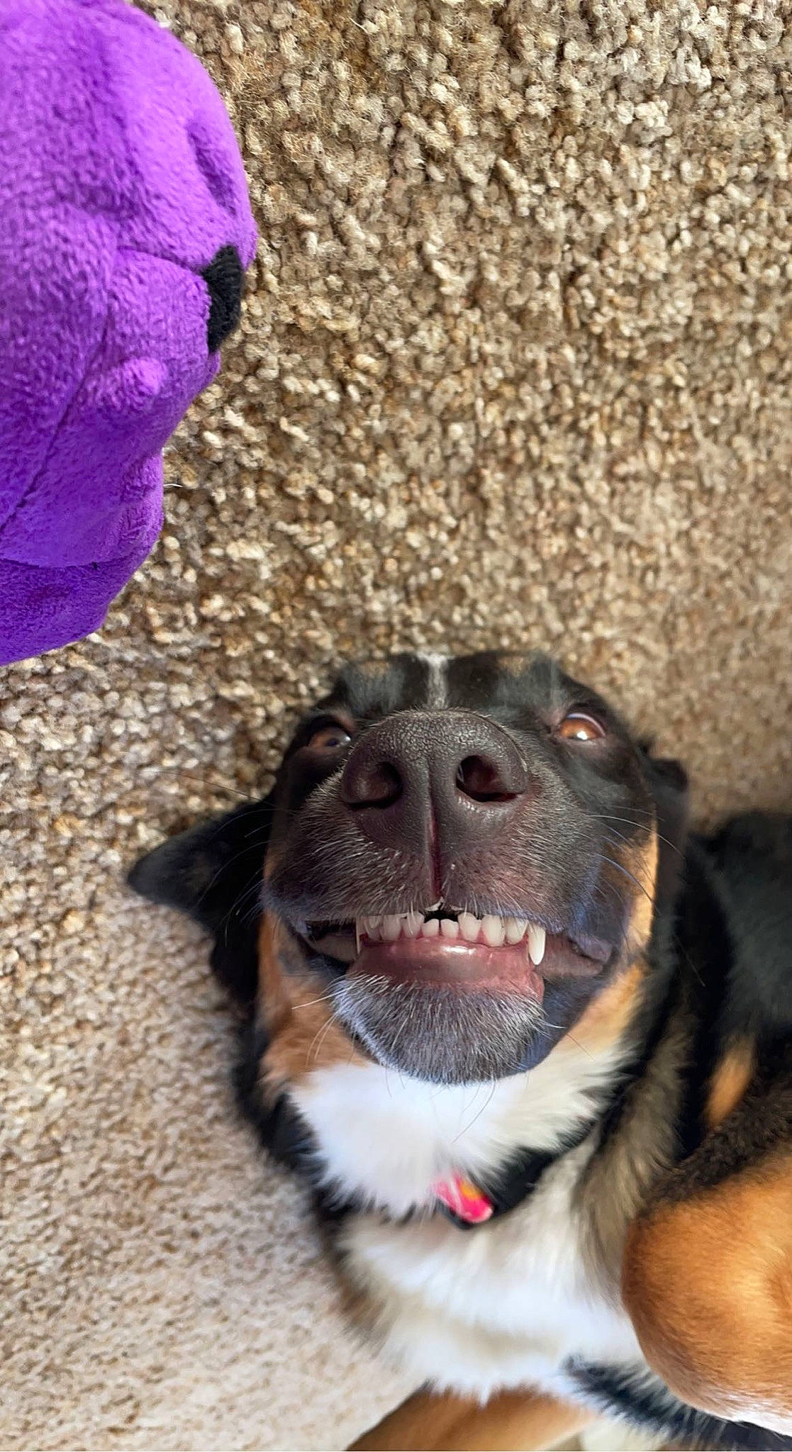 Tipsy is registered to the contest to win money with this photo: canidae, carnivore, collar, companion_dog, dog, dog_breed, dog_collar, fawn, fur, grass, leash, magenta, paw, pet_supply, petal, soil, sporting_group, whiskers, working_animal, working_dog