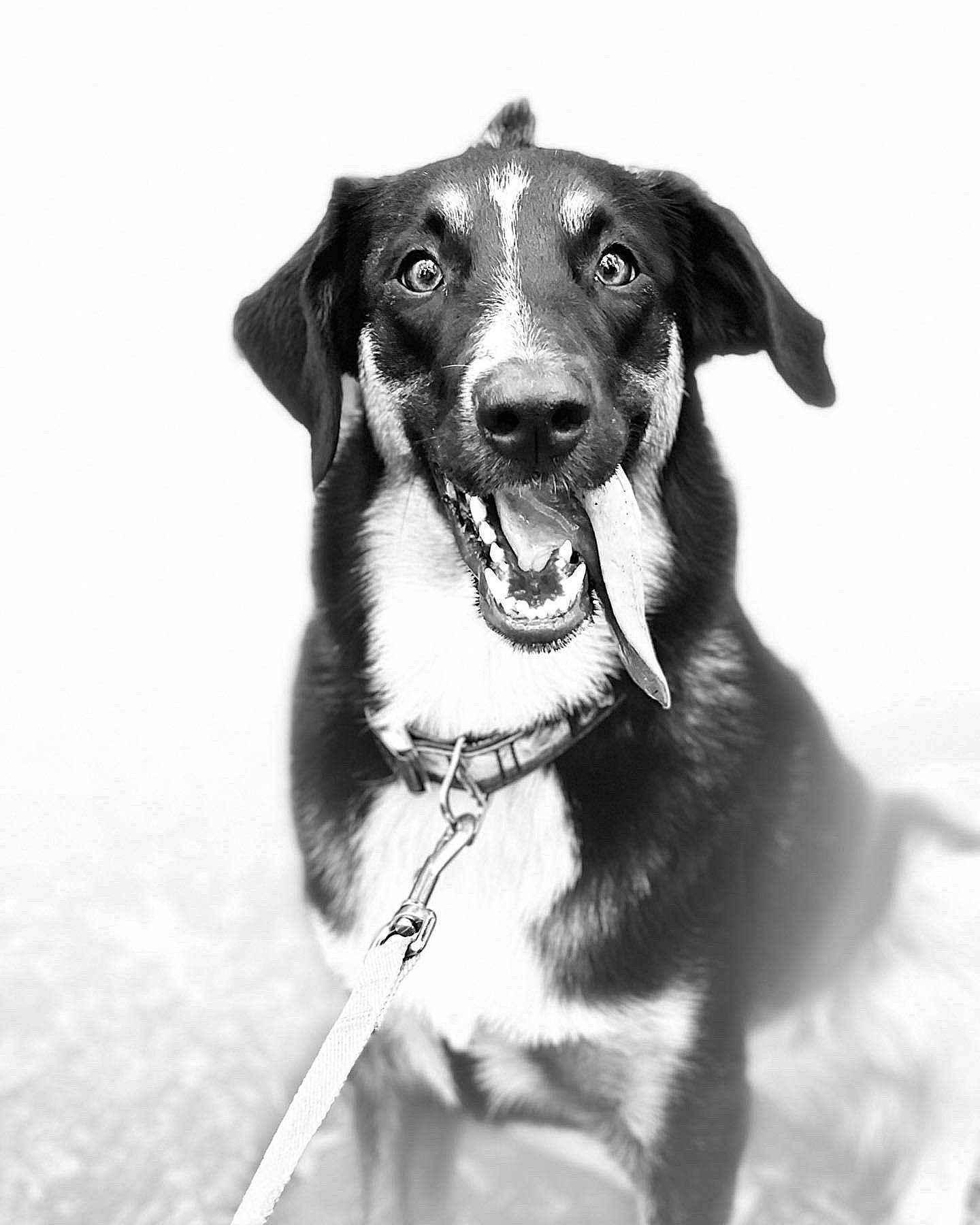 Tipsy joined the competition — help win amazing prizes! canidae, carnivore, collar, companion_dog, dog, dog_breed, dog_collar, fur, guard_dog, leash, monochrome, monochrome_photography, portrait_photography, snout, sporting_group, style, terrestrial_animal, whiskers, working_animal, working_dog