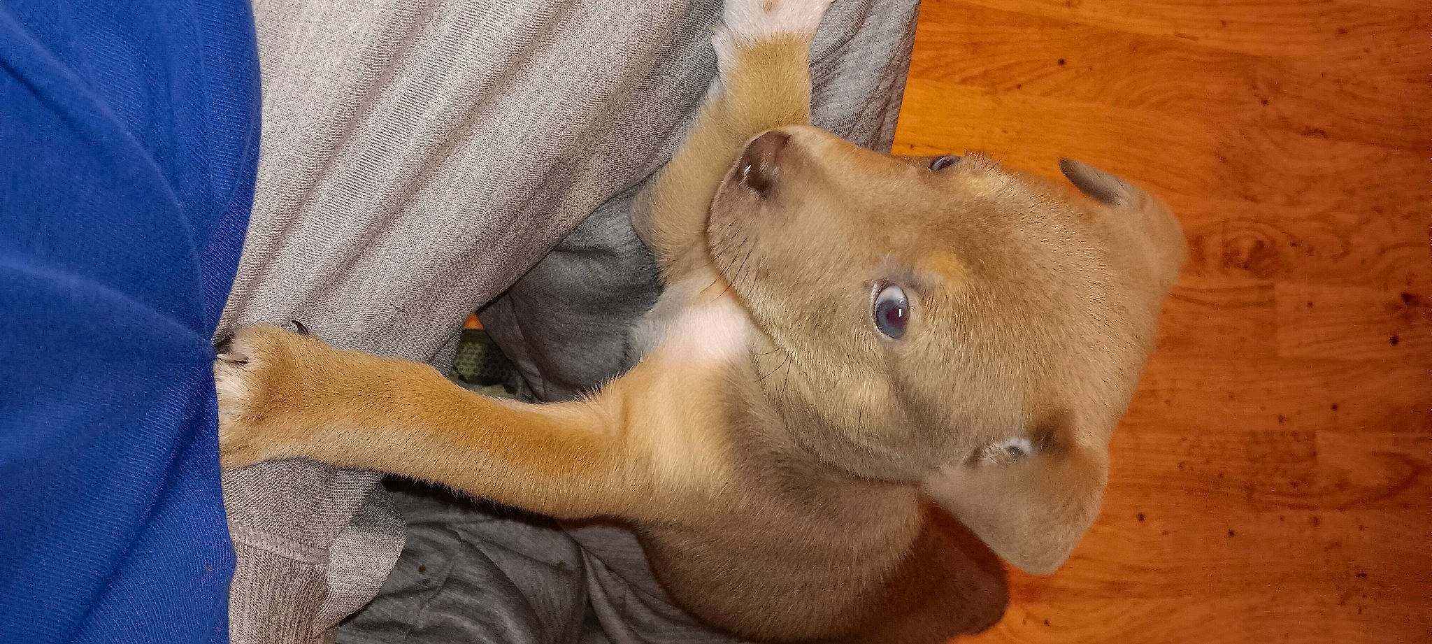 Butterball joined the competition — help win amazing prizes! carnivore, comfort, companion_dog, dog, dog_breed, ear, eye, fawn, felidae, foot, fur, gesture, hardwood, liver, snout, terrestrial_animal, whiskers, wood, working_animal, wrinkle