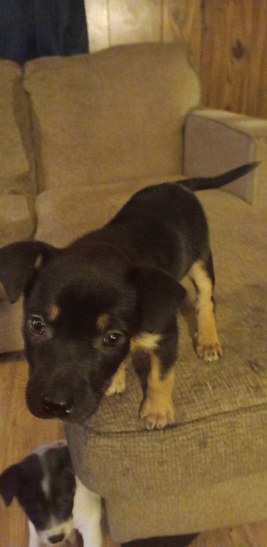 Koda is registered to the contest to win money with this photo: beaglier, borador, bored, canidae, carnivore, companion_dog, dog, dog_breed, fur, guard_dog, paw, pet_supply, sporting_group, street_dog, tail, terrestrial_animal, toy_dog, whiskers, working_animal, working_dog