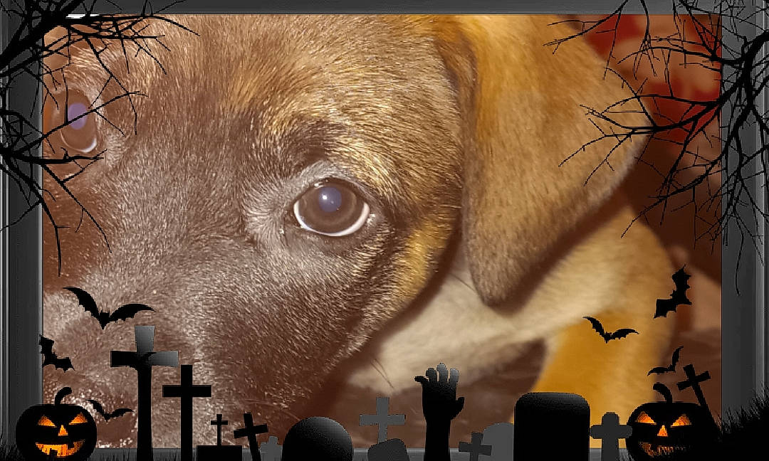 Kia is registered to the contest to win money with this photo: art, circle, dog, fawn, fiction, fur, graffiti, illustration, mural, organism, painting, photograph, snapshot, snout, terrestrial_animal, twig, visual_arts, whiskers, working_animal, wrinkle