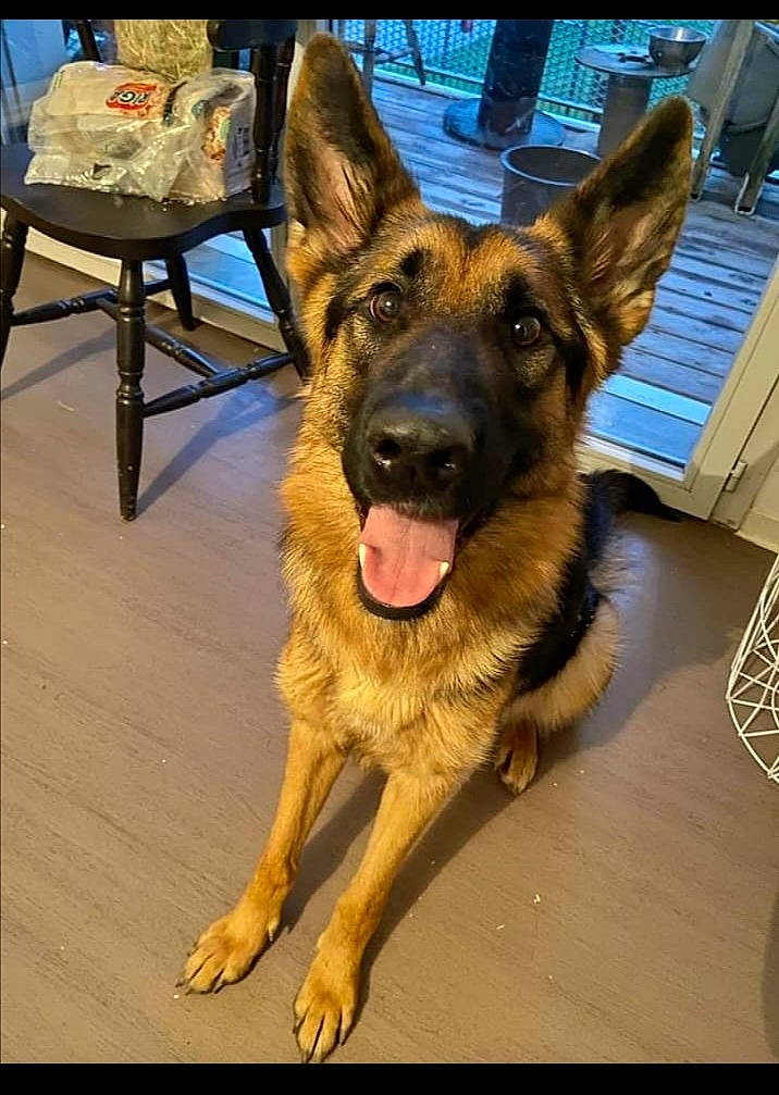 Pendora participe au concours pour gagner de l'argent avec cette photo : belgian_shepherd_malinois, canidae, carnivore, companion_dog, dog, dog_breed, east_european_shepherd, fawn, flooring, foot, fur, german_shepherd_dog, guard_dog, hardwood, herding_dog, law_enforcement, old_german_shepherd_dog, wood, working_animal, working_dog