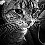 Jaci joined the competition — help win amazing prizes! cat, tabby, close_up, whiskers, black_and_white, portrait, animal, feline, face, eyes, fur, pet, domestic_animal, muzzle, looking_away, soft_background, detailed, texture, animal_portrait, curious